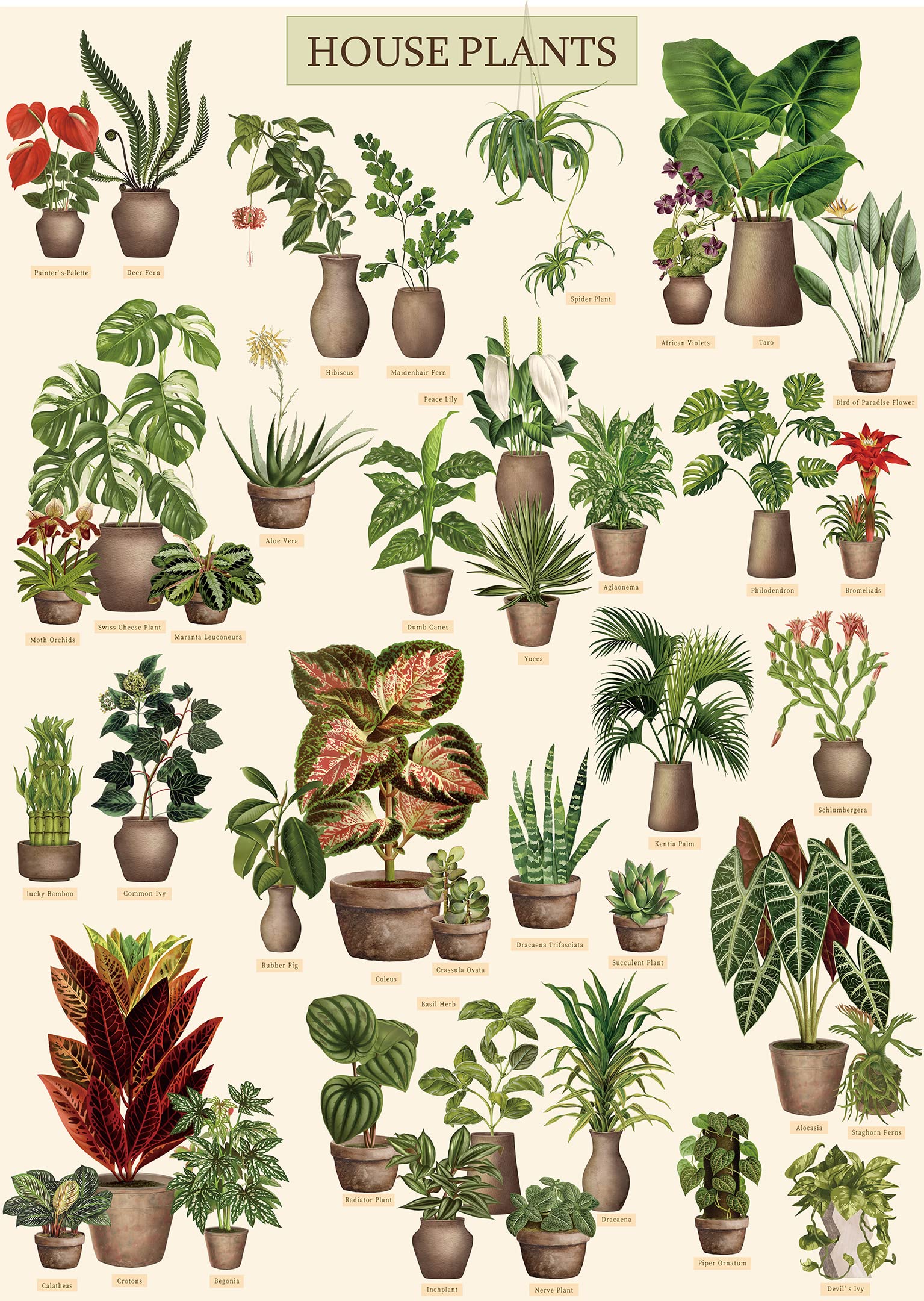 Indoor House Plants With Names And Pictures Indoor House Plants Indoor House Plants With Names And Pictures Indoor House Plants