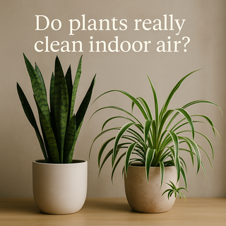 🌿 Snake Plant vs Spider Plant: Top Air-Purifying Indoor Plants for Aussie Homes (Backed by NASA)