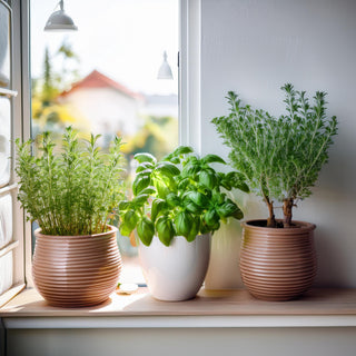 Commonly Used Herbs in Australia