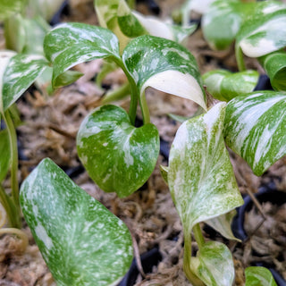 Baby Indoor Plant Care Instructions for QPS Plantlings
