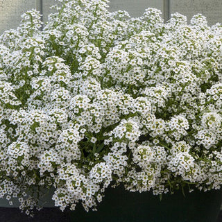 Alyssum- 'Snow Cloth' Seedlings