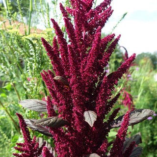 Red Amaranth Seedlings