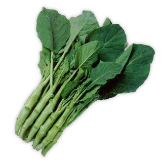 Chinese Broccoli Seedlings
