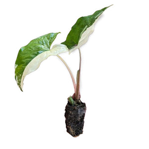 Plantlings 📬