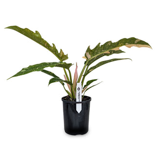 Philodendron hybrida Ring of Fire