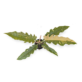 Philodendron hybrida Ring of Fire