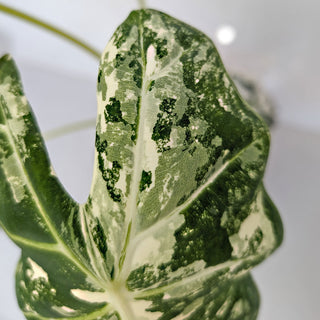Alocasia micholitziana Frydek Variegata