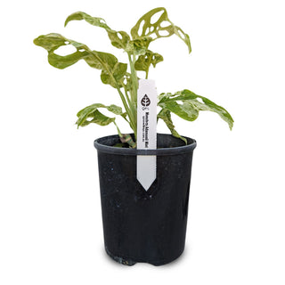 Monstera Adansonii Mint