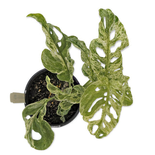 Monstera Adansonii Mint