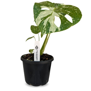 Monstera deliciosa Thai Constellation