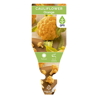 Cauliflower Seedlings (Orange)