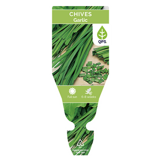 Chive Seedlings (Garlic)