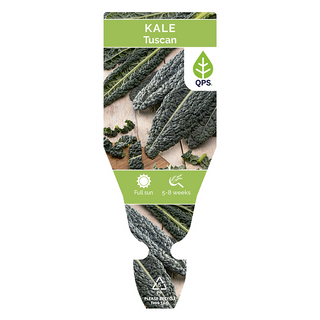 Tuscan Kale Seedlings