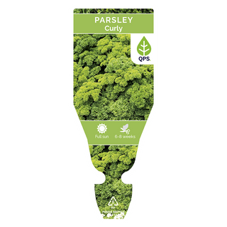 Parsley Seedlings (Curly)