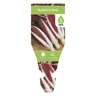 Radicchio Seedlings