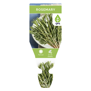 Rosemary Seedlings