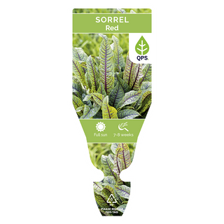 Red Sorrel Seedlings