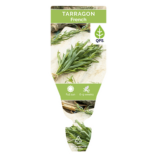 Tarragon Seedlings (French)