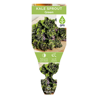 Kale Sprout Seedlings (Green)