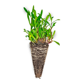 Tarragon Seedlings (French)