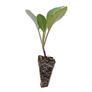 Chinese Broccoli Seedlings