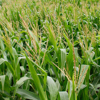 Sweet Corn Seedlings