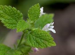 Lemon Balm Seedlings