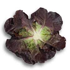 Cos (Red) Lettuce Seedlings