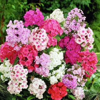 Phlox ‘Beauty Mixed’ Seedlings