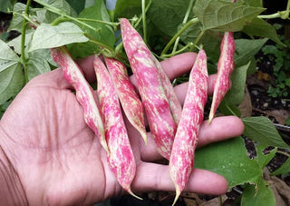 Borlotti Bean Seedlings