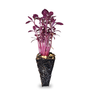 Red Amaranth Seedlings