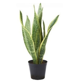 Snake Plant