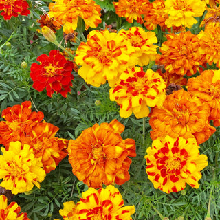 Marigold ‘Sparky Mixed’ Seedlings