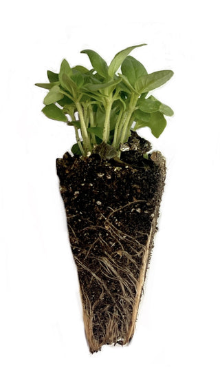 Lemon Basil Seedlings