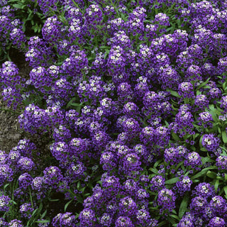 Alyssum- 'Violet Queen' Seedlings