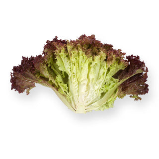 Red Coral Lettuce Seedling