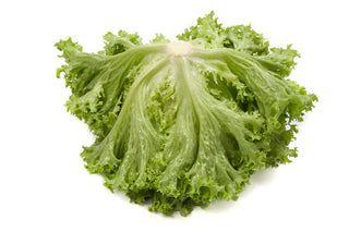 Green Coral Lettuce Seedling