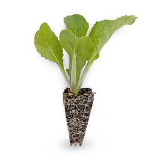 Chinese Cabbage (Wombok)