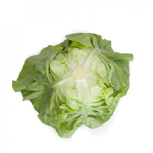 Load image into Gallery viewer, Butter Lettuce Seedlings - Quality Plants &amp;  Seedlings
