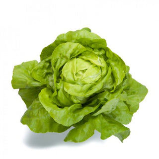 Butter Lettuce Seedlings - Quality Plants &  Seedlings