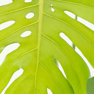 Monstera deliciosa (Swiss Cheese Plant)