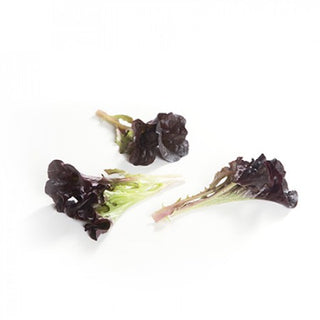Red Oak Lettuce Seedlings