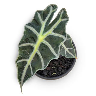 Alocasia amazonica Dwarf