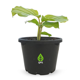 Calathea orbifolia
