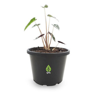 Alocasia amazonica Bambino Arrow
