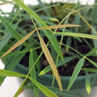 Nandina domestica Filamentosa