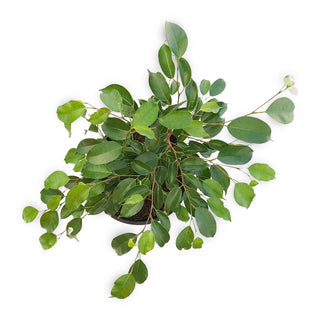 Ficus benjamina Evergreen