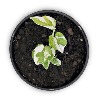Epipremnum aureum Njoy
