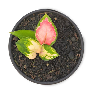 Aglaonema commutatum Spitfire