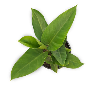 Philodendron erubescens Imperial Green